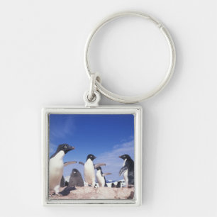 Antarctica, adeliepinguïn Pygoscelis Sleutelhanger