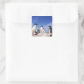 Antarctica, adeliepinguïn Pygoscelis Vierkante Sticker (Tas)