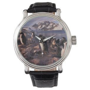 Antarctica, Adeliepinguïnkuikens Horloge