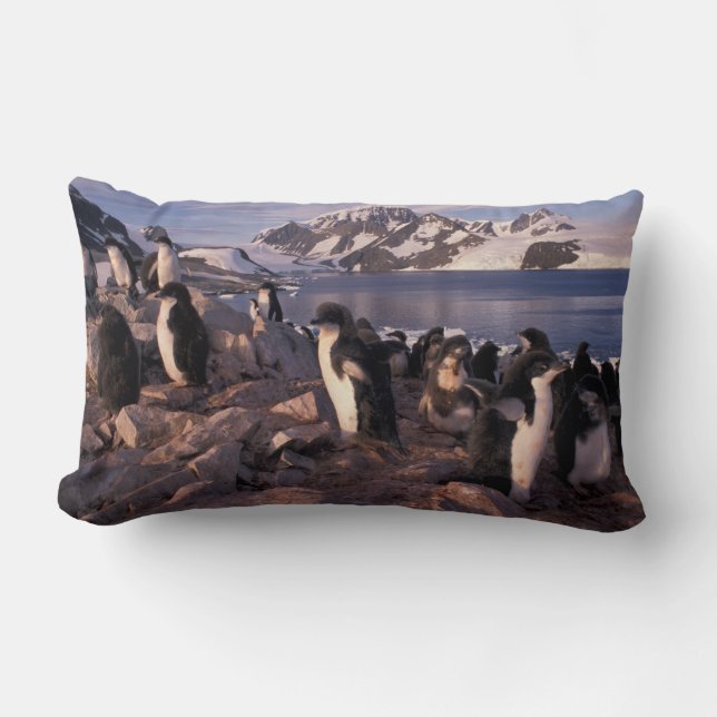 Antarctica, Adeliepinguïnkuikens Kussen (Voorkant)