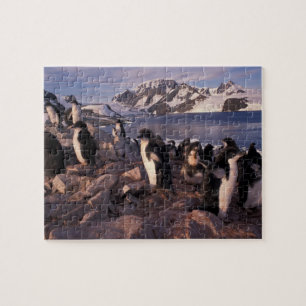Antarctica, Adeliepinguïnkuikens Legpuzzel