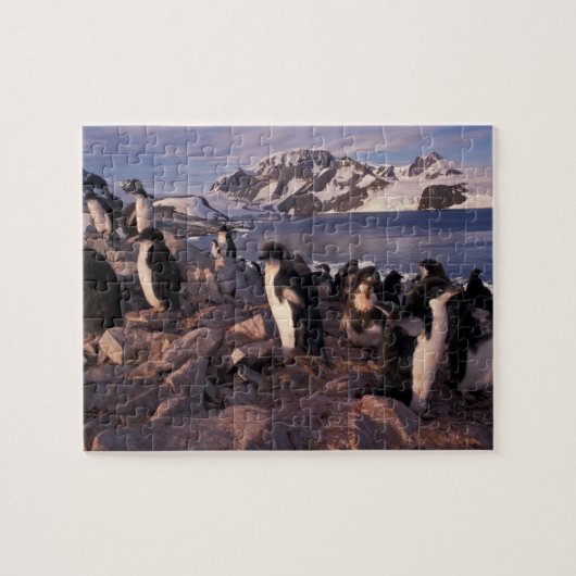 Antarctica, Adeliepinguïnkuikens Legpuzzel (Horizontaal)