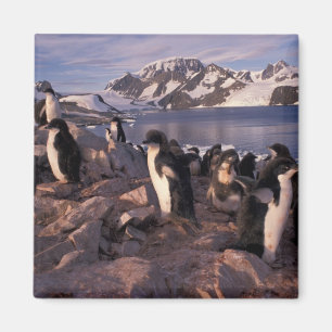Antarctica, Adeliepinguïnkuikens Magneet