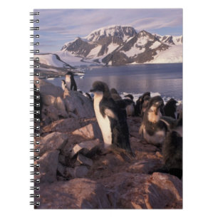 Antarctica, Adeliepinguïnkuikens Notitieboek
