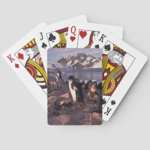 Antarctica, Adeliepinguïnkuikens Speelkaarten