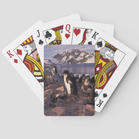 Antarctica, Adeliepinguïnkuikens Speelkaarten (Achterkant)