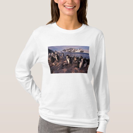 Antarctica, Adeliepinguïnkuikens T-shirt (Voorkant)