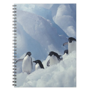 Antarctica. Adeliepinguïns Notitieboek