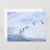 Antarctica, Antarctisch Schiereiland. Chinstrap Briefkaart (Voorkant / Achterkant)