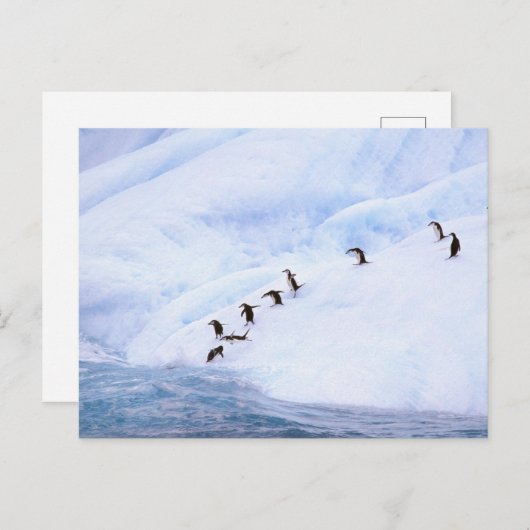 Antarctica, Antarctisch Schiereiland. Chinstrap Briefkaart (Voorkant / Achterkant)