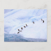 Antarctica, Antarctisch Schiereiland. Chinstrap Briefkaart (Voorkant)