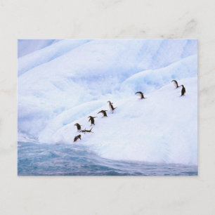 Antarctica, Antarctisch Schiereiland. Chinstrap Briefkaart