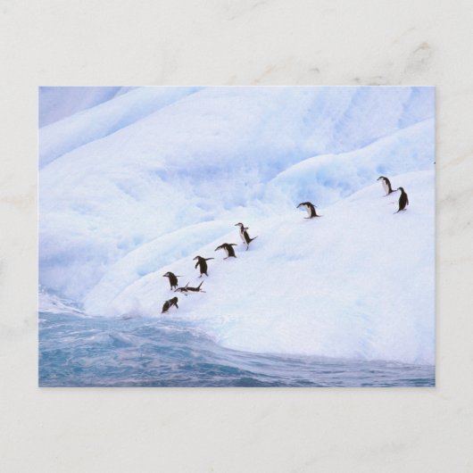 Antarctica, Antarctisch Schiereiland. Chinstrap Briefkaart (Voorkant)