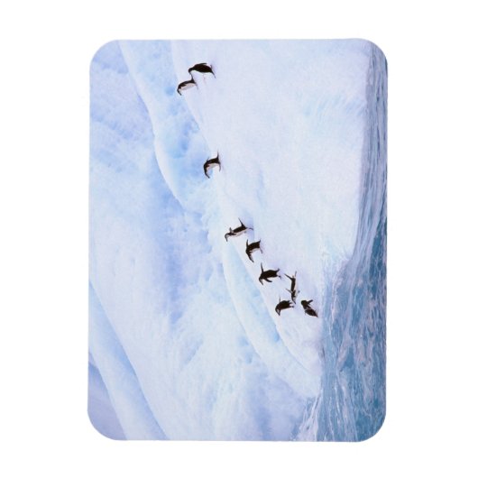 Antarctica, Antarctisch schiereiland. Chinstrap Magneet (Verticaal)