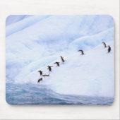 Antarctica, Antarctisch schiereiland. Chinstrap Muismat (Voorkant)