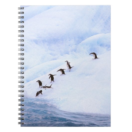 Antarctica, Antarctisch schiereiland. Chinstrap Notitieboek (Voorkant)