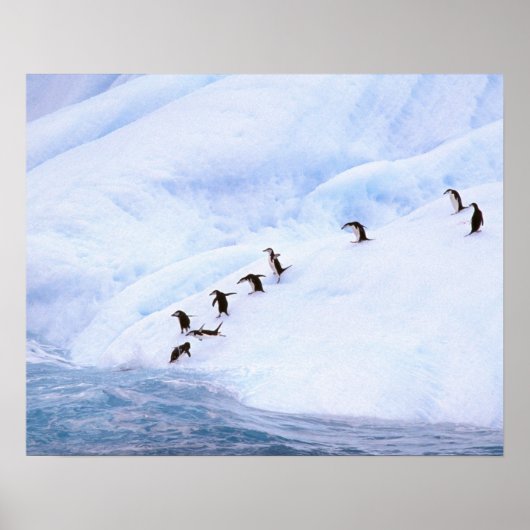 Antarctica, Antarctisch schiereiland. Chinstrap Poster (Voorkant)