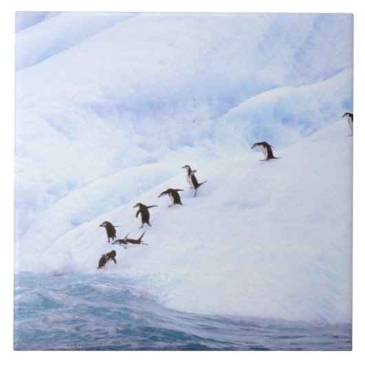 Antarctica, Antarctisch schiereiland. Chinstrap Tegeltje (Voorkant)