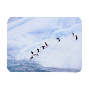 Antarctica, Antarctisch Schiereiland. Kuifpinguïn Magneet