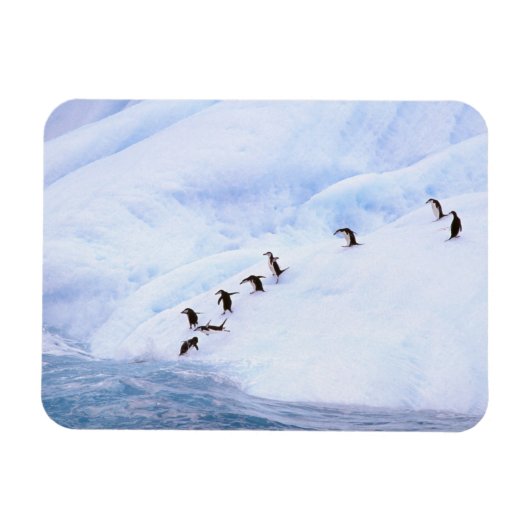 Antarctica, Antarctisch Schiereiland. Kuifpinguïn Magneet (Horizontaal)