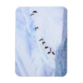 Antarctica, Antarctisch Schiereiland. Kuifpinguïn Magneet (Verticaal)