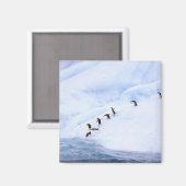 Antarctica, Antarctisch Schiereiland. Kuifpinguïn Magneet (Voorkant / Achterkant)