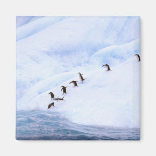 Antarctica, Antarctisch Schiereiland. Kuifpinguïn Magneet