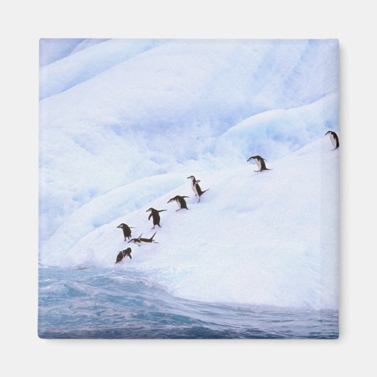 Antarctica, Antarctisch Schiereiland. Kuifpinguïn Magneet (Voorkant)
