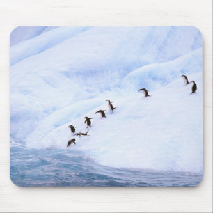 Antarctica, Antarctisch Schiereiland. Kuifpinguïn Muismat