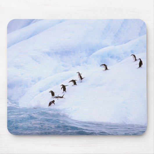 Antarctica, Antarctisch Schiereiland. Kuifpinguïn Muismat (Voorkant)