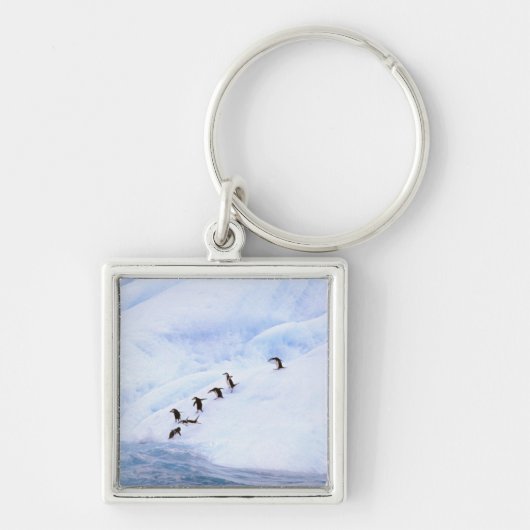 Antarctica, Antarctisch Schiereiland. Kuifpinguïn Sleutelhanger (Voorkant)