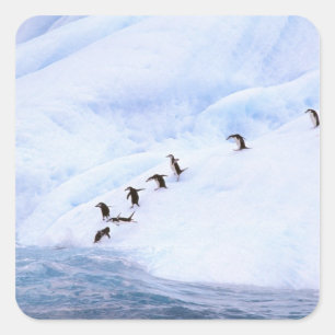 Antarctica, Antarctisch Schiereiland. Kuifpinguïn Vierkante Sticker