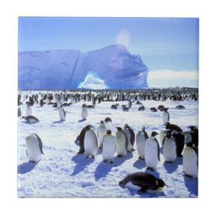 Antarctica, Antarctisch schiereiland, Weddell Zee  Tegeltje