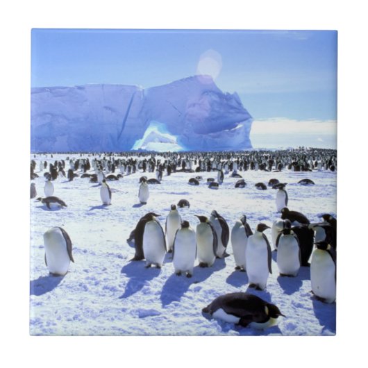 Antarctica, Antarctisch schiereiland, Weddell Zee  Tegeltje (Voorkant)