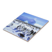 Antarctica, Antarctisch schiereiland, Weddell Zee  Tegeltje (Zijkant)