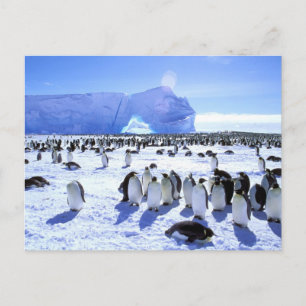 Antarctica, Antarctisch Schiereiland, Weddellzee,  Briefkaart