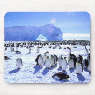 Antarctica, Antarctisch Schiereiland, Weddellzee, Muismat