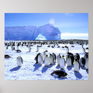 Antarctica, Antarctisch Schiereiland, Weddellzee,  Poster