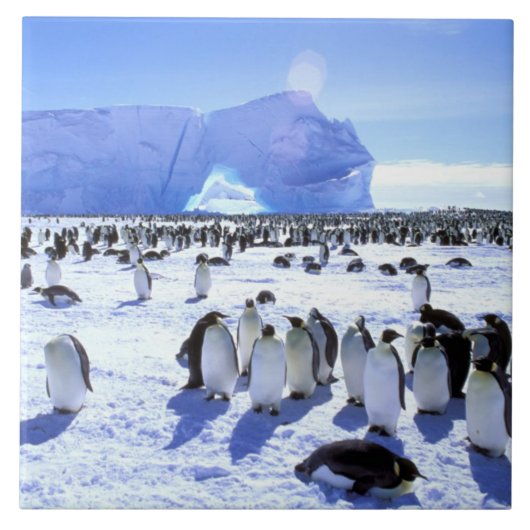 Antarctica, Antarctisch Schiereiland, Weddellzee,  Tegeltje (Voorkant)