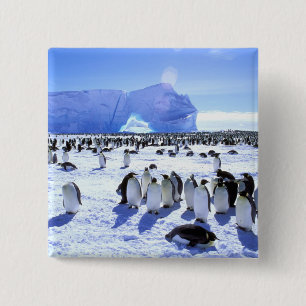 Antarctica, Antarctisch Schiereiland, Weddellzee, Vierkante Button 5,1 Cm