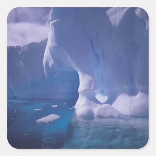 Antarctica. Antarctische ijlluizen 3 Vierkante Sticker (Voorkant)
