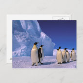 Antarctica, Australisch Antarctisch Gebied, 7 Briefkaart (Voorkant / Achterkant)