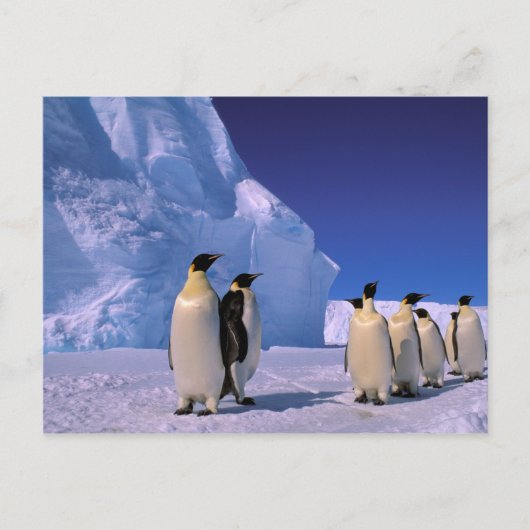 Antarctica, Australisch Antarctisch Gebied, 7 Briefkaart (Voorkant)