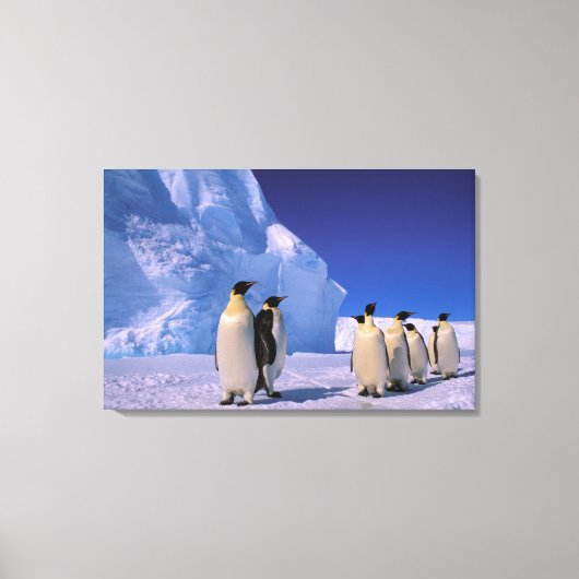 Antarctica, Australisch Antarctisch Gebied, 7 Canvas Afdruk (Voorkant)