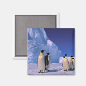 Antarctica, Australisch Antarctisch Gebied, 7 Magneet (Voorkant / Achterkant)
