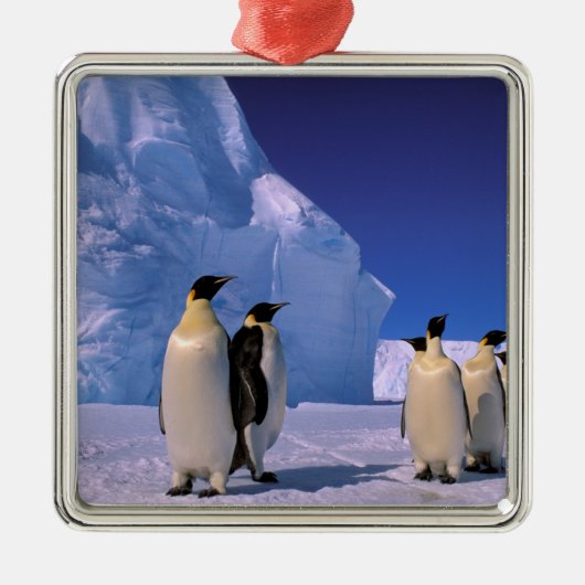 Antarctica, Australisch Antarctisch Gebied, 7 Metalen Ornament (Voorkant)