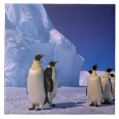 Antarctica, Australisch Antarctisch Gebied, 7 Tegeltje (Voorkant)