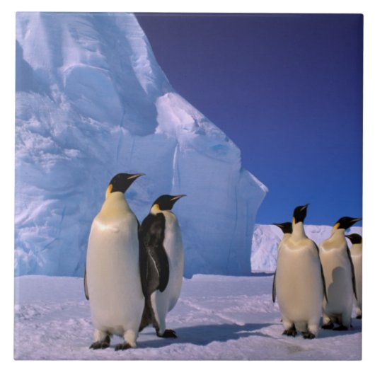 Antarctica, Australisch Antarctisch Gebied, 7 Tegeltje (Voorkant)