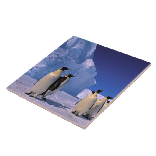 Antarctica, Australisch Antarctisch Gebied, 7 Tegeltje (Zijkant)