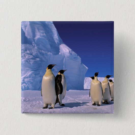 Antarctica, Australisch Antarctisch Gebied, 7 Vierkante Button 5,1 Cm (Voorkant)